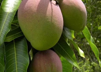 Kent Mangoes