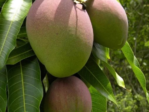 Kent Mangoes