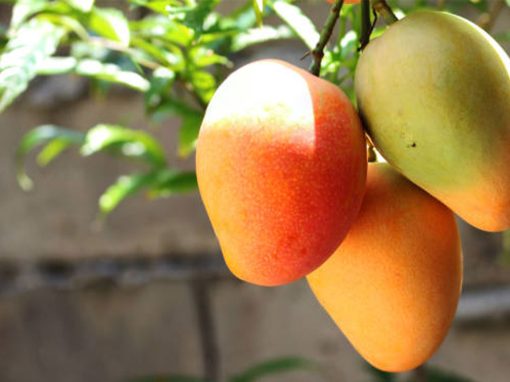 Ngowe Mangoes